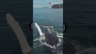 Why Whales Come Out of Their Mouths from the Wateradventure facts natureshorts adventure [upl. by Jansson]