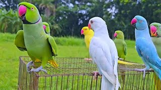 Parrot Natural Sounds  Parrot Talking [upl. by Joya]