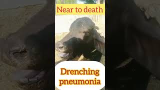 Drenching pneumonia l dr Umar Khan [upl. by Hoxsie368]