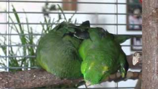 Lineolated Parakeets holding hands ♥♥♥ [upl. by Annehsat]