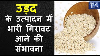 उड़द के उत्पादन में भारी गिरावट आने की संभावना There is a possibility of a huge decline in urad [upl. by Yelyak300]