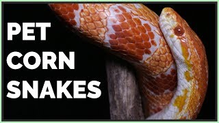 Pros and Cons of Corn Snakes as Pets [upl. by Thera]