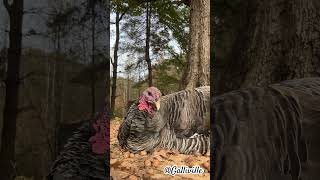 4 year old Bb turkey 🦃☀️ cutepets petturkeys turkeys petchickens cutechickens [upl. by Deland]