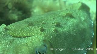 Papillae expression for camouflage in the giant Australian cuttlefish Credit Roger T Hanlon [upl. by Ydnat]