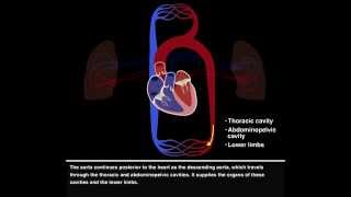 Pulmonary and Systemic Circulations [upl. by Valda]