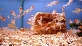 Sawbwa Barb  Sweet Knowle Aquatics [upl. by Dannica]