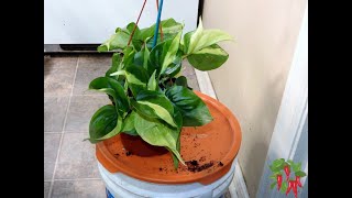 How To Grow Heartleaf Philodendron [upl. by Katuscha]