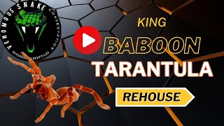 King Baboon Tarantula Rehousing🕷 [upl. by Lletnahs]