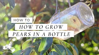 How To Grow Pears In A Bottle [upl. by Pincus206]