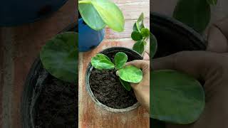 peperomia plant propagation tellshadowtostopmakingfun2ryhme [upl. by Clotilde]