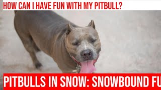 Pitbulls in the Snow Fun Winter Activities for You amp Your Pup [upl. by Nerrawed]