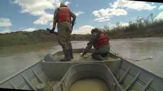 Paddlefish Capture [upl. by Clynes]