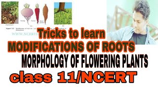 Tricks to learn the examples of Roots and MODIFICATIONS OF ROOTSMORPHOLOGY OF FLOWERING PLANTS [upl. by Erej]