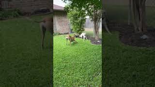 Who’s Faster  a Greyhound or a Saluki [upl. by Adnawaj]