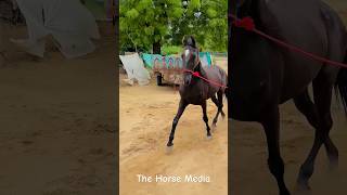 Breed Of Banaskantha Beautiful Brood Mare Enjoy In Monsoon Time marwarihorse horse [upl. by Robers]