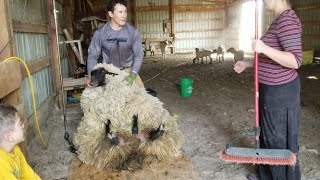 My First Solo Shear Job And 4 Years Worth Of Wool Sheep [upl. by Ennagroeg]