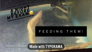 Feeding my Bichirs and Red tail catfish  Unplanned video [upl. by Enitsenrae]