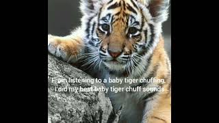 My best tiger chuff sound effects [upl. by Kono]