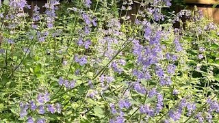 Catmint And How To Care For It [upl. by Hildebrandt]