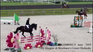 Glowee van de Molenberg Z VDL Glasgow vh Merelsnest x Cornet Obolenskymare °2019 BHT 2024 [upl. by Merrile]