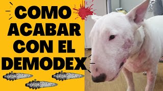 🛑Como CURAR la SARNA Demodecica en los PERROS ⏩ SIN Salir de Tu CASA ✅ Con SIMPARICA Adiós DEMODEX👈 [upl. by Aihsad]