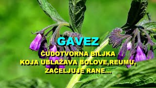 GAVEZ  ČUDOTVORNA BILJKA Koja UBLAŽAVA BOLOVEREUMUZACELJUJE RANE [upl. by Guendolen]