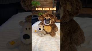 Hug a dog 😊shorts dog pets cute bestie funny bear [upl. by Stortz]