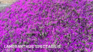 Lampranthus spectabilis pendulin  Garden Center online Costa Brava  Girona [upl. by Htepsle138]