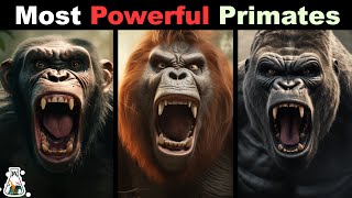 10 Most Powerful Primates In The World [upl. by Khalil868]