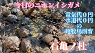 【今日のイシガメ🐢💚】ニホンイシガメ日本石亀亀庭亀牧場セマルハコガメミツユビハコガメガルフコーストハコガメJapanesepondturtle mauremysjaponica [upl. by Aciria]