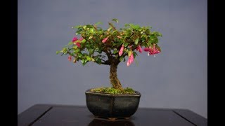 Fuchsia Magellanica  Fuchsia Height Bonsai 3 [upl. by Piotr]