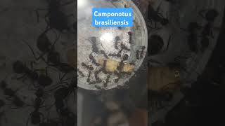 Giving my camponotus brasiliensis food ants feeding camponotus [upl. by Humo]