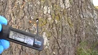 Trees have termites nests inside we can check them [upl. by Sanoy505]