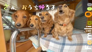 さぁ、おうち帰るよ【ミニチュアダックス犬】 [upl. by Babb208]