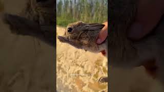 Man Saves Rabbit Friend😍 [upl. by Yrogerg691]