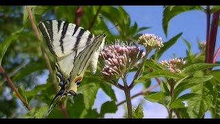 Papillons Tres jolie Vidéo [upl. by Margery]