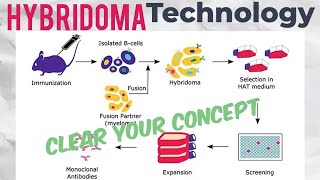 Hybridoma Technology  monoclonal Antibody production [upl. by Eilata]