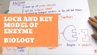 GCSE Biology Enzyme Lock and Key Stop Motion [upl. by Krawczyk]