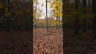 Mindful Walk in Autumn Woods forestwalk [upl. by Durwin]