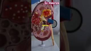 Serum Creatinine Test How to Check Your Kidney Healthfactsbloodtestaboutkidneytrendingvideo [upl. by Sirah384]