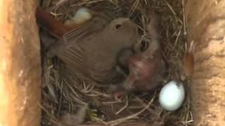 Spring Alive  eviction behaviour of Cuckoo chick [upl. by Oirotciv]