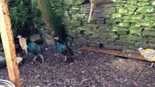 Reeves pheasant with 3 white pheasants and 4 black pheasant [upl. by Urion]