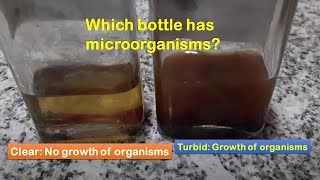 Growth of organism Vs no growth of organism in tryptic soy broth [upl. by Enelaehs]