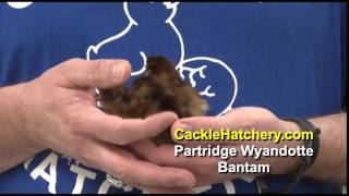 Partridge Wyandotte Bantam Chicken Breed [upl. by Hakim]