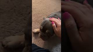 Papacito getting all of the pets frenchie [upl. by Klemens178]