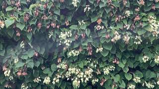 Leaves and flowers at Kew  July 2023 [upl. by Ainattirb]