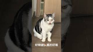 猫猫洗澡歌。广东深圳的美国短毛猫棕补丁加白和银虎斑加白起司猫，American shorthair brown patched and white amp silver tabby and white [upl. by Isia175]