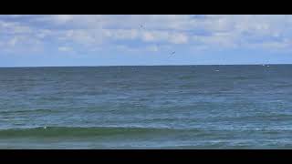 Humpback Whale feeding in Holgate LBI 111223 [upl. by Danyelle832]