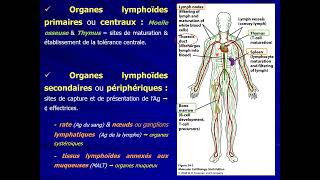 4 IMMUNOLOGIE S5  Organes du système immunitaire part 1 [upl. by Fuhrman]