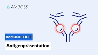 Antigenpräsentation  Biochemie  AMBOSS Video [upl. by Giuseppe]